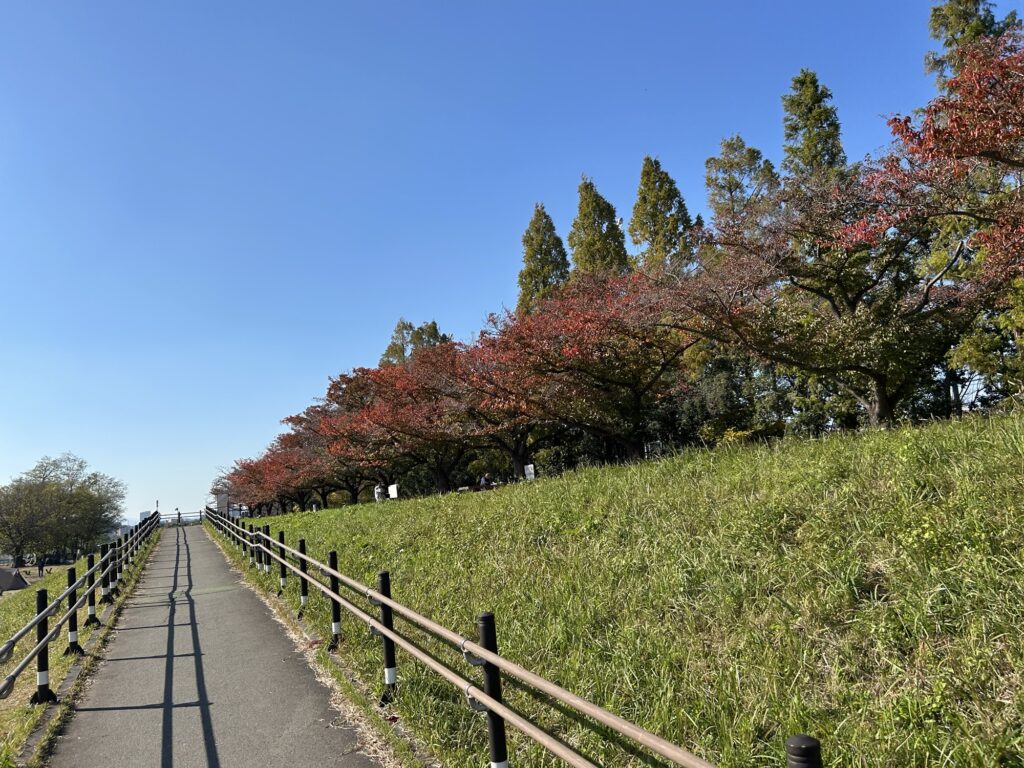 【キャンプレポ㉛】「府中郷土の森公園」で秋のソロデイキャンプ！｜タープを張り、鍋焼きうどんを食う