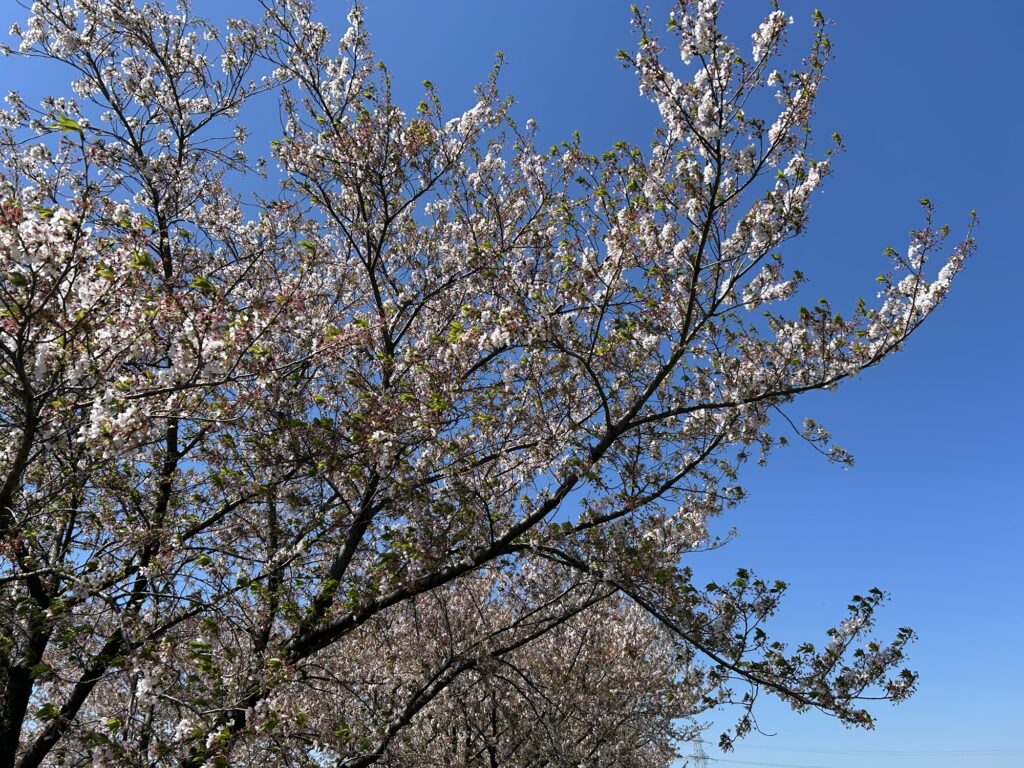 散り始めた桜|無骨ソロデイキャンプS2-1@府中郷土の森|